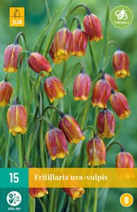 JUB Holland Fritillaria uva-vulpis