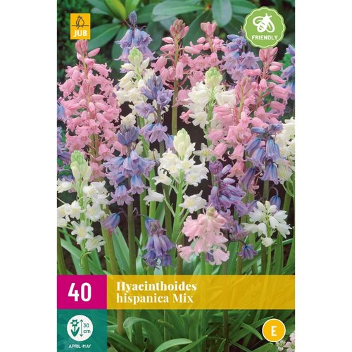 JUB Holland Hyacinthoides hispanica Mix