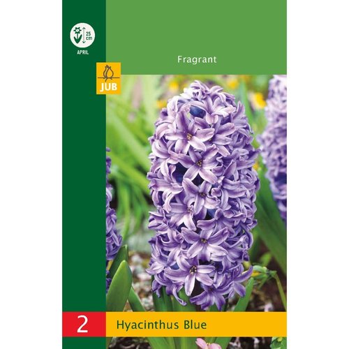 JUB Holland Hyacinthus Blauw
