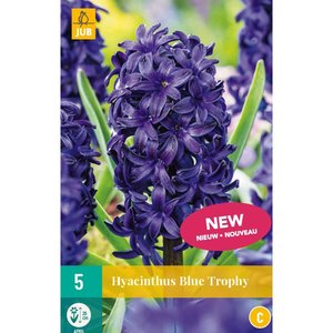 JUB Holland Hyacinthus Blue Trophy
