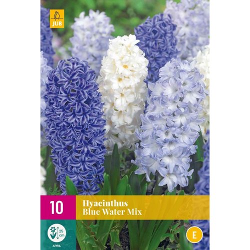 JUB Holland Hyacinthus Blue Water Mix