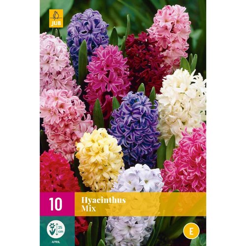 JUB Holland Hyacinthus Mix