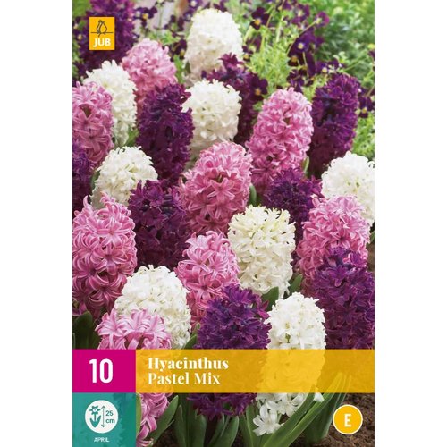 JUB Holland Hyacinthus Pastel Mix