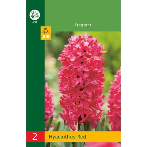 JUB Holland Hyacinthus Rood