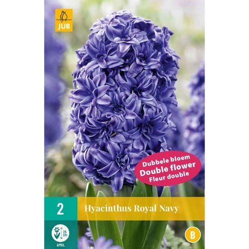JUB Holland Hyacinthus Royal Navy