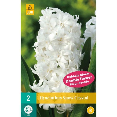 JUB Holland Hyacinthus Snow Crystal