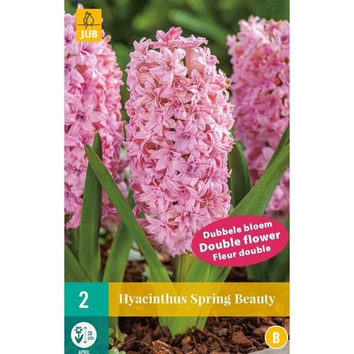 JUB Holland Hyacinthus Spring Beauty