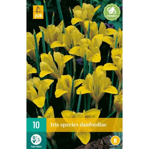 JUB Holland Iris danfordiae