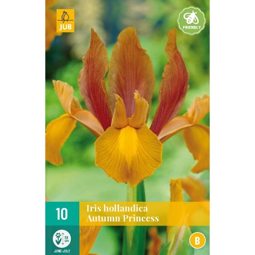 JUB Holland Iris hollandica Autumn Princess