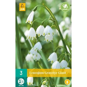 JUB Holland Leucojum Gravetye Giant