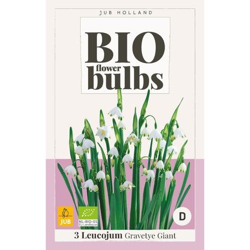 JUB Holland Leucojum Gravetye Giant - bio