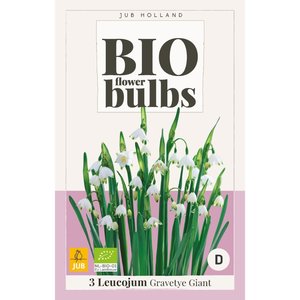 JUB Holland Leucojum Gravetye Giant - bio