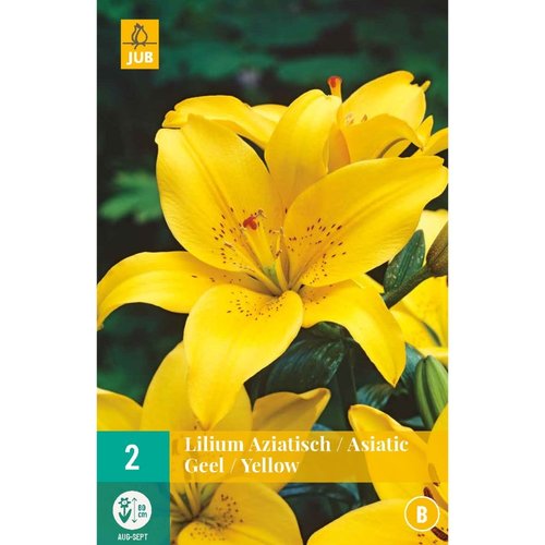 JUB Holland Lilium aziatisch Geel