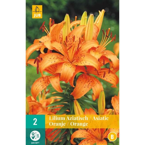 JUB Holland Lilium aziatisch Oranje