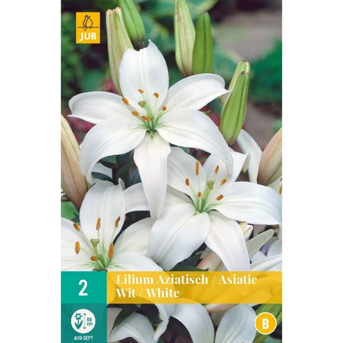 JUB Holland Lilium aziatisch Wit