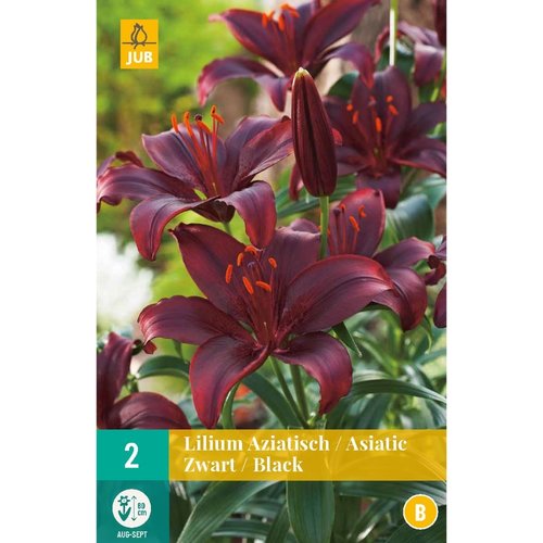 JUB Holland Lilium aziatisch Zwart