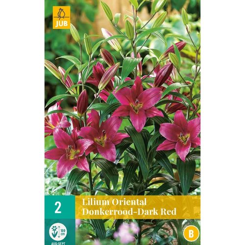 JUB Holland Lilium oriental Dark Red
