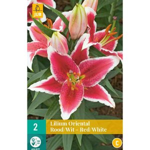 JUB Holland Lilium oriental Red/White