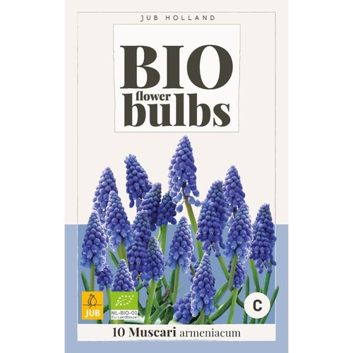 JUB Holland Muscari armeniacum - bio