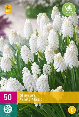 JUB Holland Muscari White Magic
