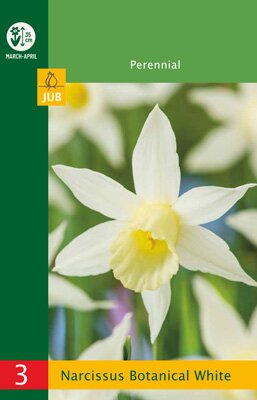 JUB Holland Narcissus botanical White