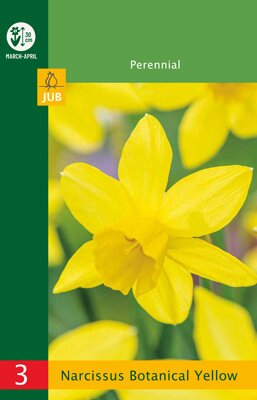 JUB Holland Narcissus botanical Yellow