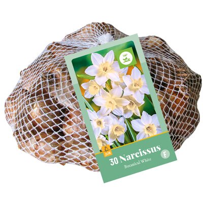 JUB Holland Narcissus botanisch wit