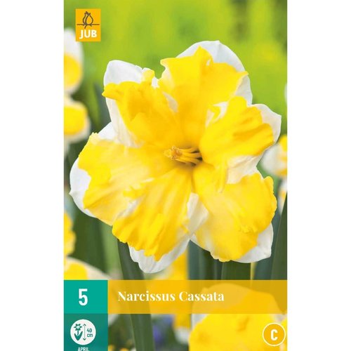 JUB Holland Narcissus Cassata