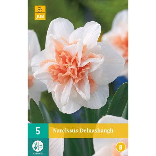 JUB Holland Narcissus Delnashaugh