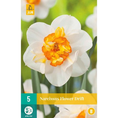 JUB Holland Narcissus Flower Drift