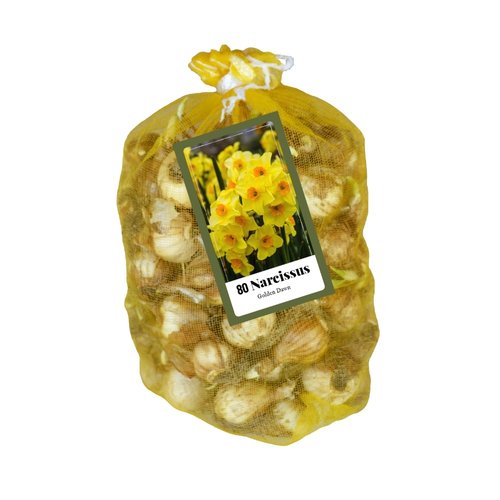 JUB Holland Narcissus Golden Dawn