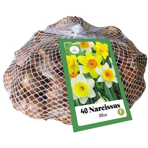 JUB Holland Narcissus Mix