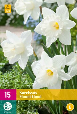 JUB Holland Narcissus Mount Hood