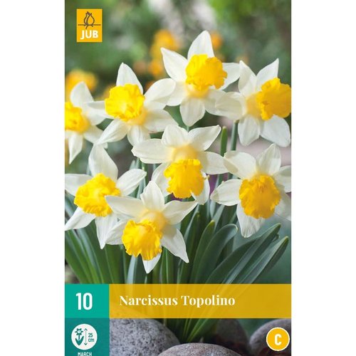 JUB Holland Narcissus Topolino