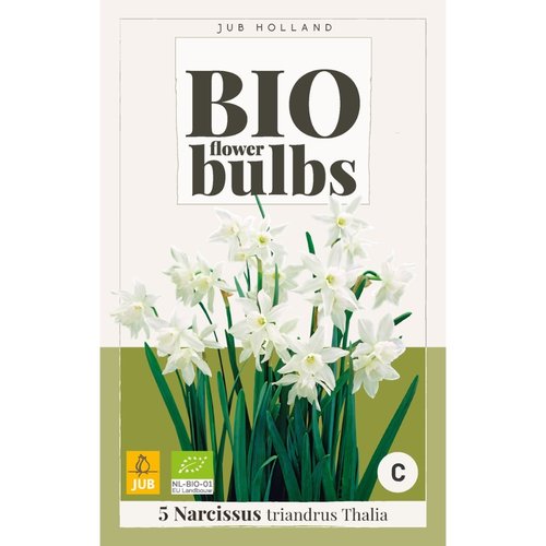 JUB Holland Narcissus triandrus Thalia - bio