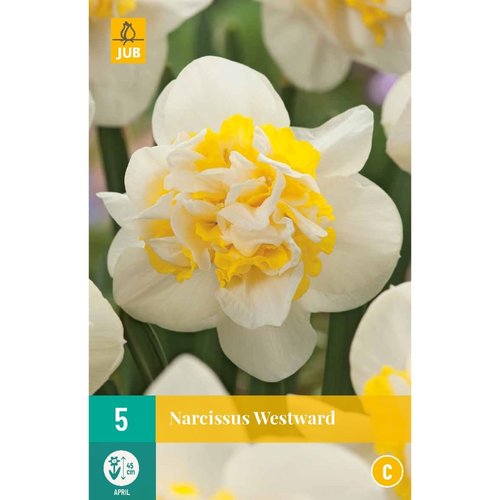 JUB Holland Narcissus Westward