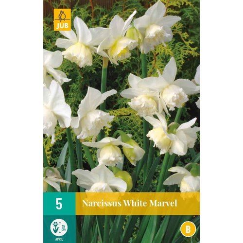 JUB Holland Narcissus White Marvel
