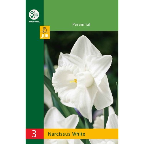JUB Holland Narcissus Wit
