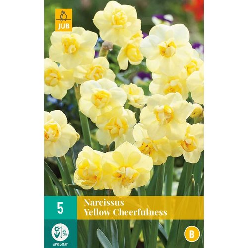 JUB Holland Narcissus Yellow Cheerfulness