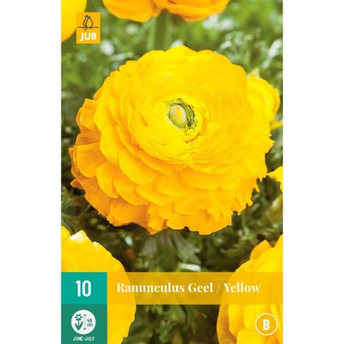 JUB Holland Ranunculus Geel