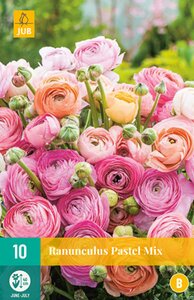 JUB Holland Ranunculus Pastel Mix