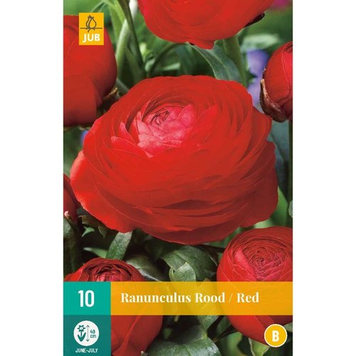 JUB Holland Ranunculus Rood