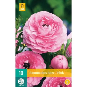 JUB Holland Ranunculus Roze