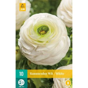 JUB Holland Ranunculus Wit