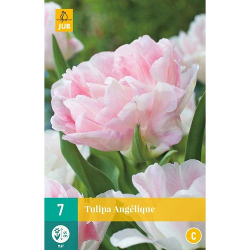 JUB Holland Tulipa Angélique