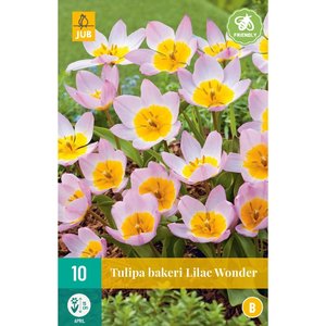 JUB Holland Tulipa bakeri Lilac Wonder
