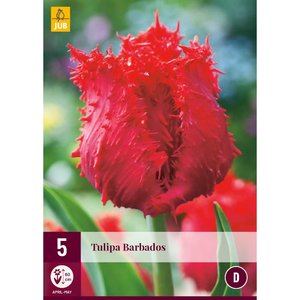 JUB Holland Tulipa Barbados