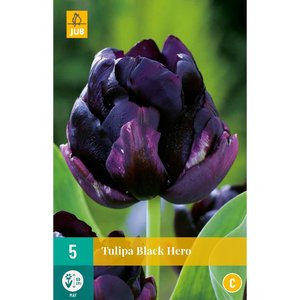 JUB Holland Tulipa Black Hero