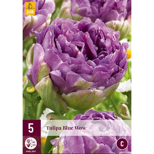 JUB Holland Tulipa Blue Wow
