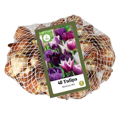 JUB Holland Tulipa Blueberry Mix